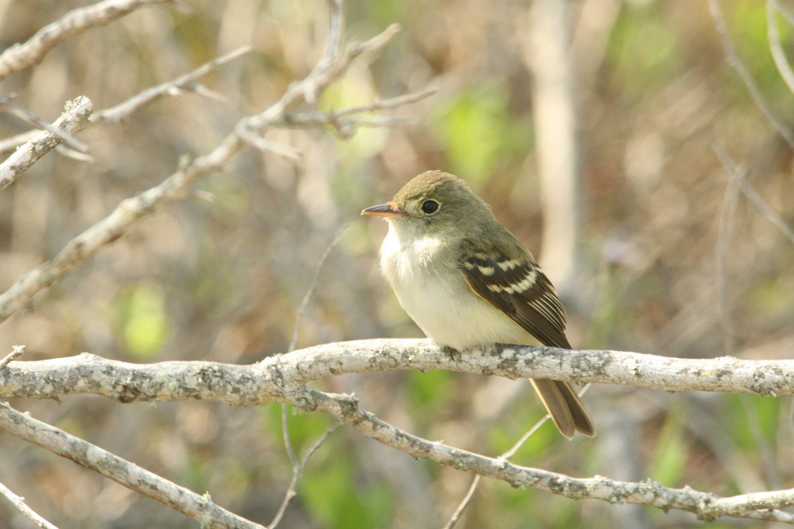 image Acadian Flycatcher